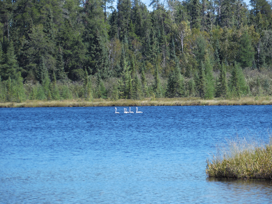Swans on Contest Lake in the BWCA